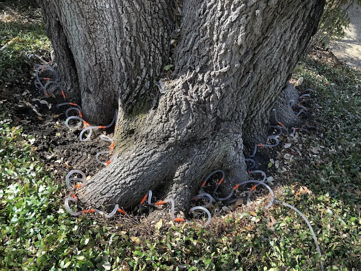 Detailed Tree Cabling and Bracing job site in Kalona