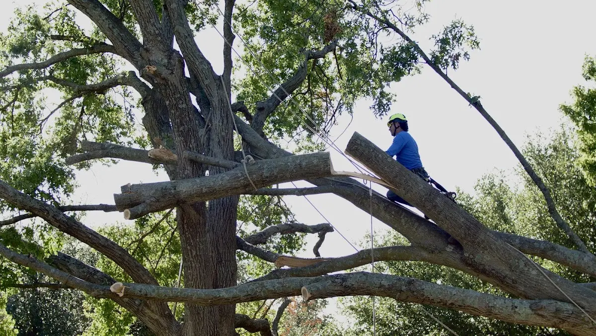 Professional Crown Thinning performed by certified arborists in Kalona