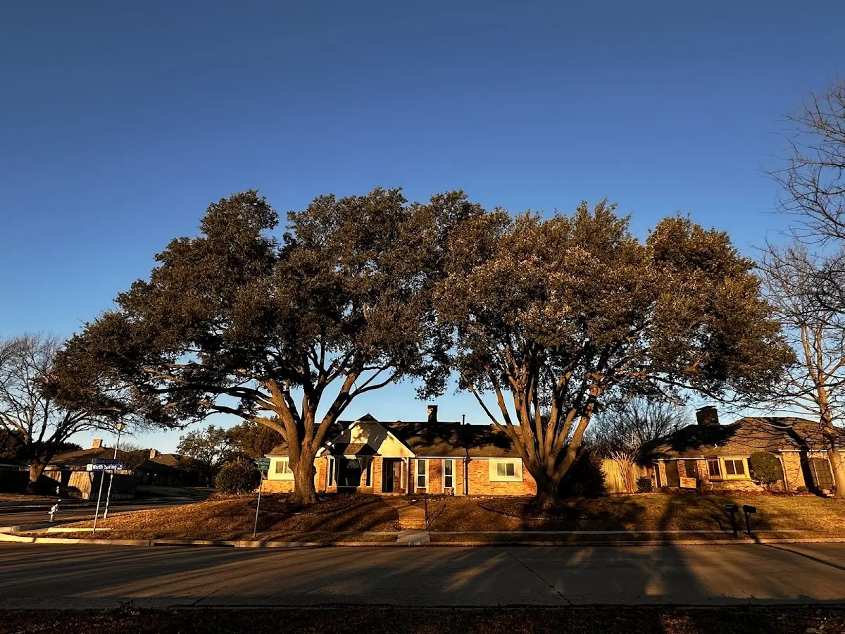 Established residential canopy tree shading a home in Kalona